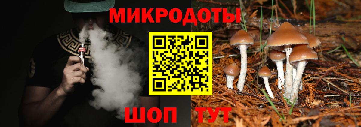 Псилоцибиновые грибы Psilocybe Новоалтайск