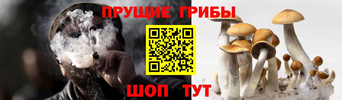 Псилоцибиновые грибы ЛСД  Вход с VPN  Псилоцибиновые грибы ЛСД  Новоалтайск 